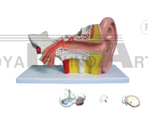 The dissection model of ear (external, middle and internal)